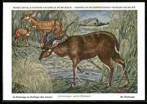 AK Musée Royal d`Histoire Naturelle de Belge, Le Situtunga au Antilope des marais