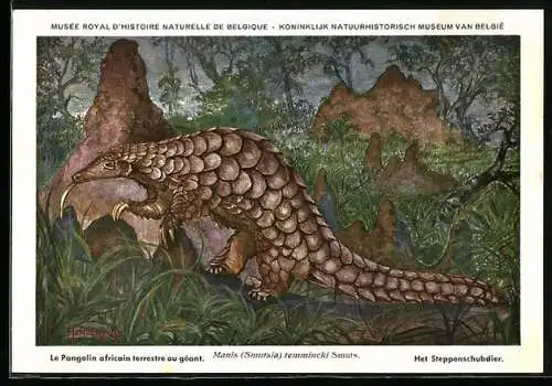 AK Musée Royal d`Histoire Naturelle de Belge, Le Pangolin africain terrestre au géant