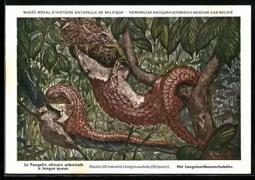 AK Musée Royal d`Histoire Naturelle de Belge, Le Pangolin africain arboricole à longue queue