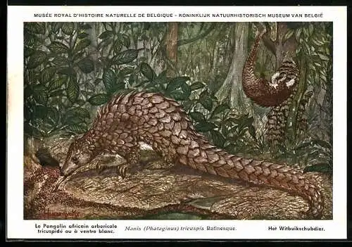 AK Musée Royal d`Histoire Naturelle de Belge, La Pangolin africain arboricole tricuspidé au à ventre blanc