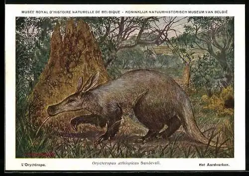 AK Musée Royal d`Histoire Naturelle de Belge, L`Oryctérope