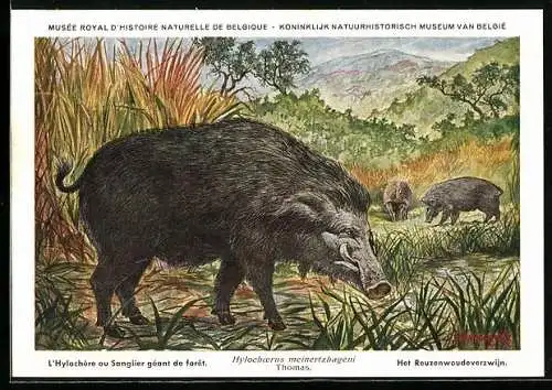 Künstler-AK Hylochoerus meinertzhageni Thomas, Riesenwaldschweine im Buschland