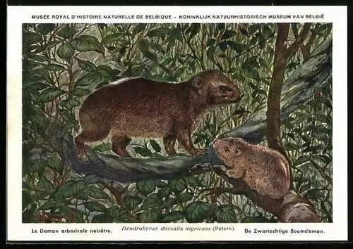Künstler-AK Dendrohyrax doesalis nigricans, Regenwald-Baumschliefer
