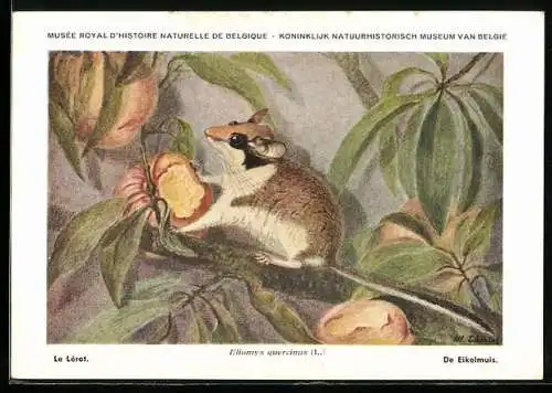 AK Musée Royal d`Histoire Naturelle de Belge, Le Lérot