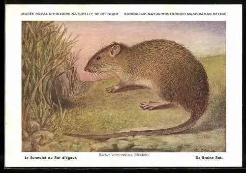 AK Musée Royal d`Histoire Naturelle de Belge, Le Surmulat au Rat d`égout