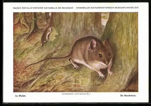 AK Musée Royal d`Histoire Naturelle de Belge, Le Mulat
