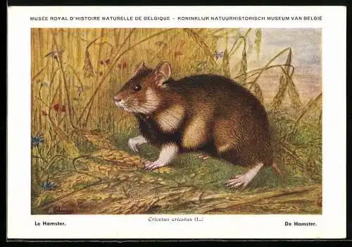 AK Musée Royal d`Histoire Naturelle de Belge, Le Hamster