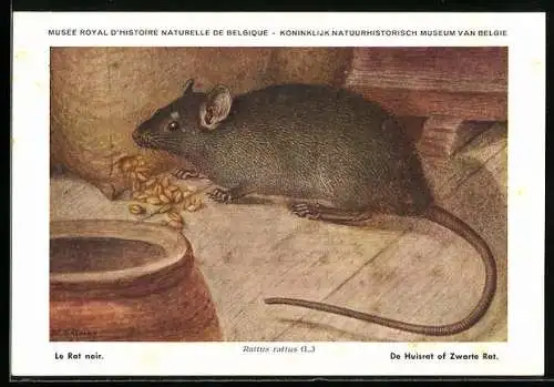 AK Musée Royal d`Histoire Naturelle de Belge, Le Rat noir