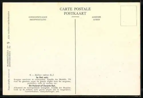 AK Musée Royal d`Histoire Naturelle de Belge, Le Rat noir