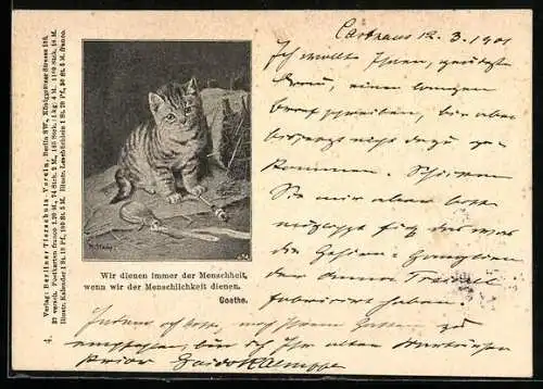 AK Kleine Katze mit auslaufender Flasche, Berliner Tierschutz-Verein