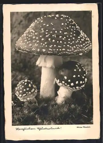 Foto-AK Max Baur: Glückwünsche mit Fliegenpilzen