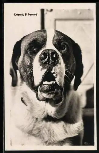 AK Chien du St. Bernard, Portrait