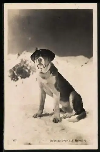 AK St. Bernard, Bernhardiner im Schnee