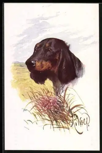 AK Kopf eines Dackels, Gräser, Portrait