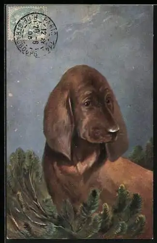 AK Dackel vor einem Nadelgewächs im Freien