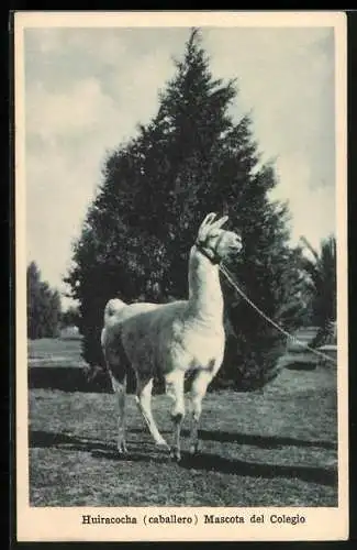 AK Huiracocha (caballero), Mascota del Colegio, Lama