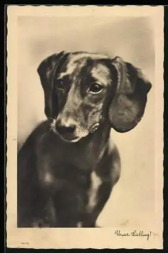 AK Unser Liebling!, Dackel, Portrait