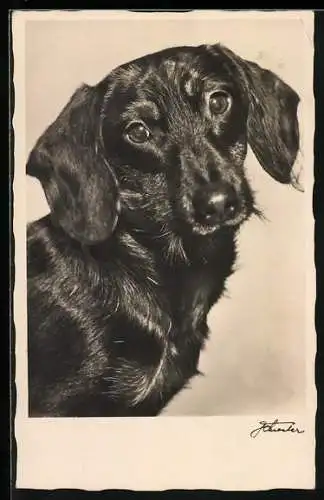 AK Dackel mit treuherzigem Blick, Portrait