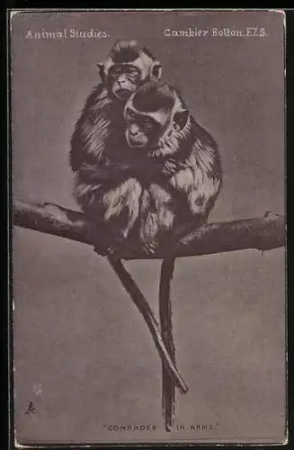 AK Zwei Äffchen auf einem Ast, Portrait