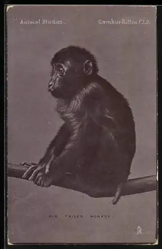 AK Kleiner Affe auf einem Ast, Portrait