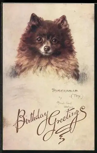 AK Ein Pomeranian, Portrait, Geburtstagsgruss