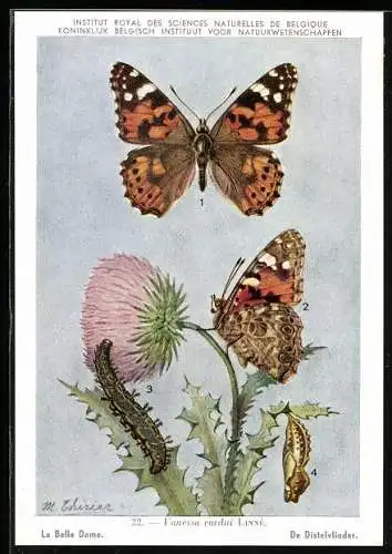 AK Institut Royal des Sciences Naturelles de Belgique, La Belle Dame