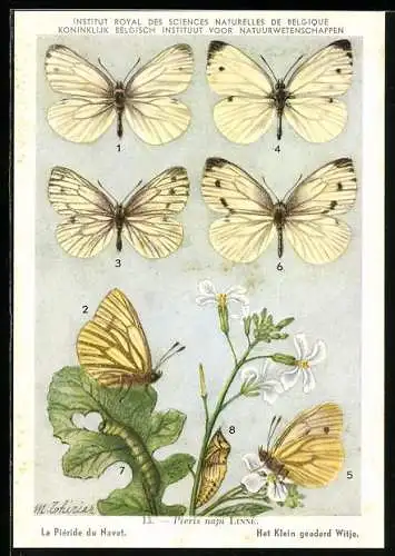 AK Institut Royal des Sciences Naturelles de Belgique, La Piéride du Navet