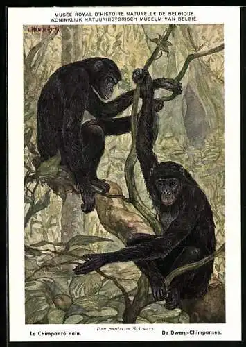 AK Institut Royal des Sciences Naturelles de Belgique, Le Chimpanzé nain