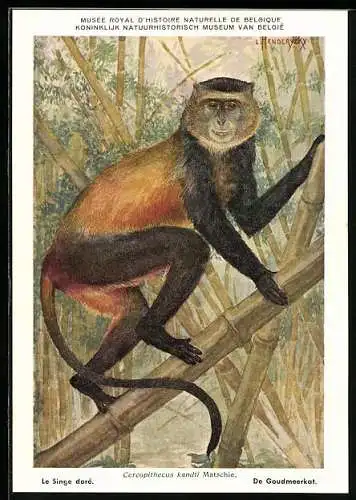 AK Institut Royal des Sciences Naturelles de Belgique, Le Singe daré