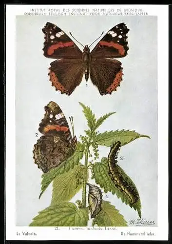 AK Institut Royal des Sciences Naturelles de Belgique, Le Vulcain