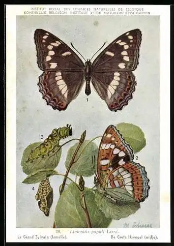 AK Institut Royal des Sciences Naturelles de Belgique, Le Grand Sylvain (femelle)