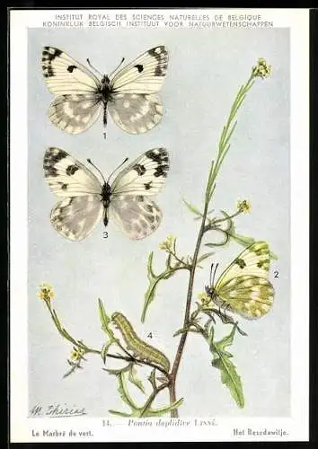 AK Institut Royal des Sciences Naturelles de Belgique, Le Marbré de vert
