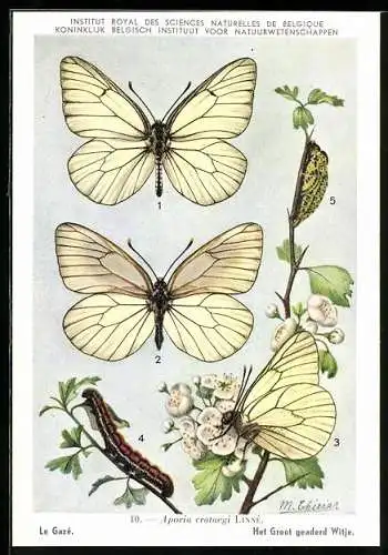 AK Institut Royal des Sciences Naturelles de Belgique, Le Gazé