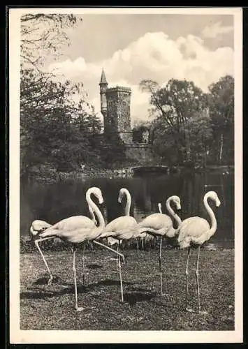 AK Frankfurt a. M., Städtischer Tiergarten, Flamingos an einem Gewässer, Turmgebäude