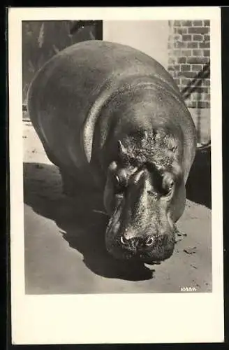 AK Halle, Zoologischer Garten, Nilpferd Paula, Portrait