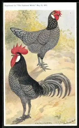 Künstler-AK Henne und Hahn der Rasse Andalusians