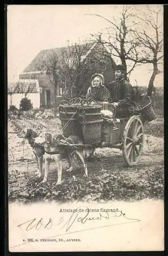 AK Attelage de chiens flamand