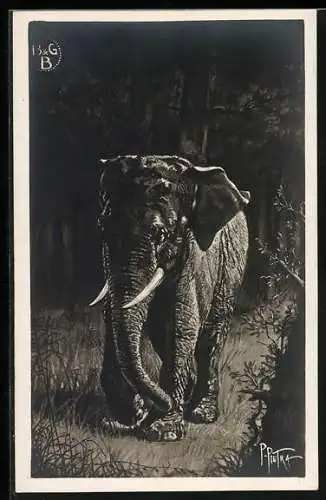 AK Elefant auf einer Waldlichtung