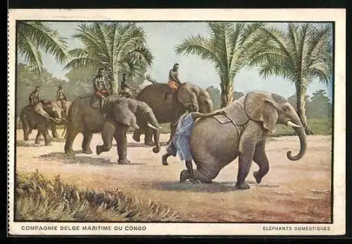 AK Compagnie Belge Maritime du Congo, Elephants Domestiques