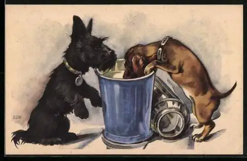 AK Scotchterrier und Dackel trinken aus einem Eimer