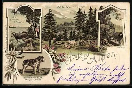 Lithographie Bernhardiner, Schafe, Kühe auf der Alp