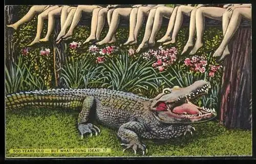 AK Alligator und nackte Frauenbeine, rückseitig Infotext über Alligatorfarmen
