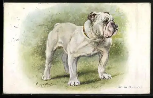 AK British Bulldog, Portrait
