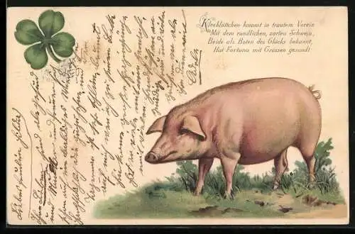 Lithographie Schwein und Glücksklee