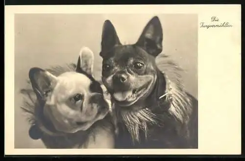 AK Die Jungvermählten, Portrait zweier Doggen