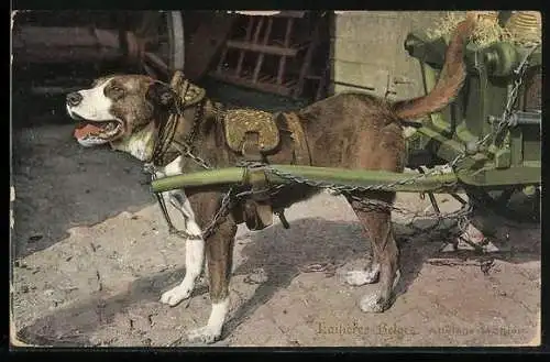 AK Belgien, Laitières Belges, Attelage de chien, Hundegespann
