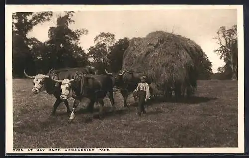AK Cirencester, Oxen at Hay Cart, Cirencester Park