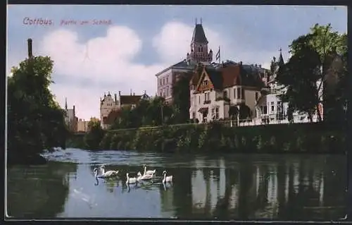 AK Cottbus, Partie am Schloss, Schwäne im Wasser