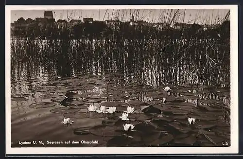AK Lychen / U. M., Seerosen auf dem Oberpfuhl