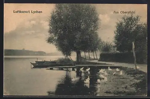 AK Lychen, Gänse am Oberpfuhl